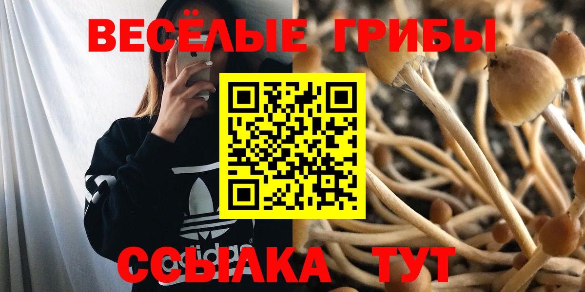 Галлюциногенные грибы прущие грибы Калининград